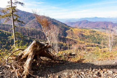 Karpatlar 'da sonbahar sonları, dağlık bölgede güneşli bir gün, karışık bir orman.