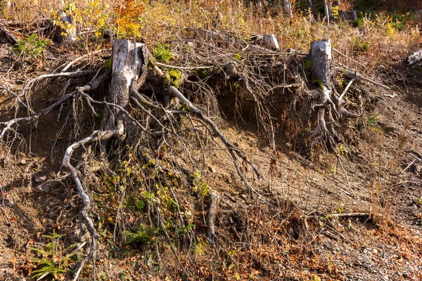 Kayın kökleri dik bir dağ yamacında, Carpathian