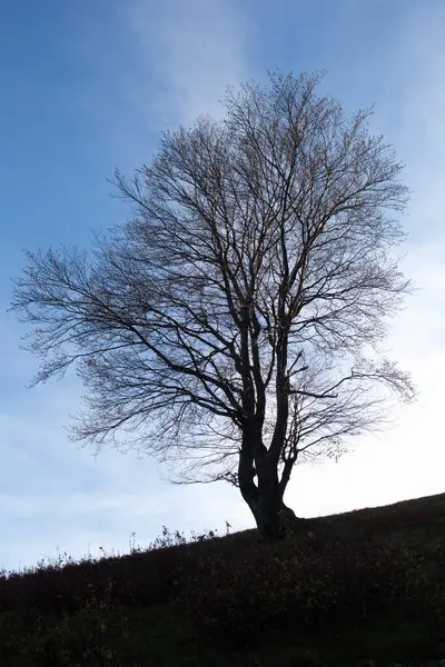 在秋天的天空背景下的山坡上的一棵树 — 图库照片