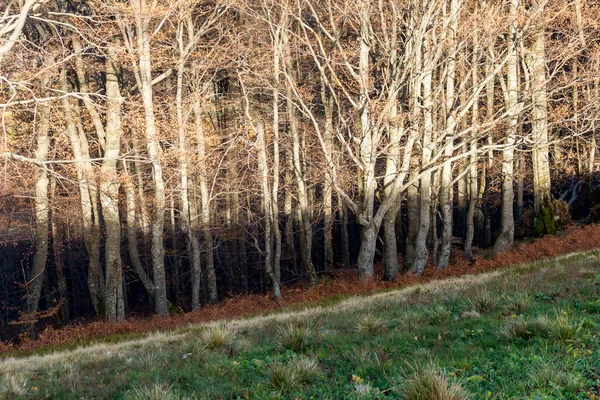 Podzimní Bukový Les Při Západu Slunce Stín Hory Kmenech — Stock fotografie