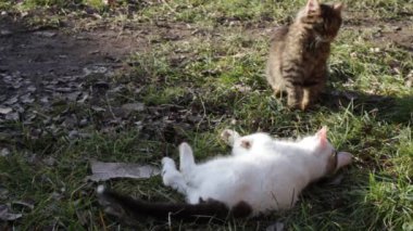 Bahçede beyaz ve gri bir kedi oynuyor.