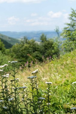 Dağlardaki çayırlarda çiçek açarlar.