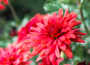 Sonbahar kasımpatı çiçekleri yakın plan