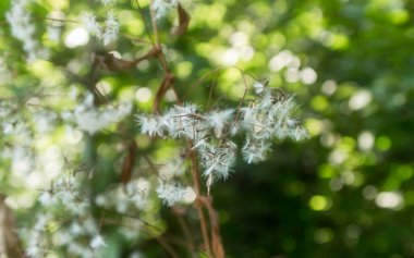 Ormanda tohumlu kuru çiçekler.