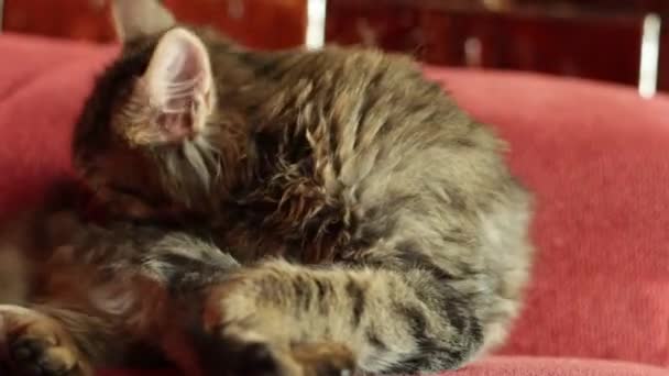 Μια Νεαρή Γκρι Γάτα Πλένεται Ενώ Είναι Ξαπλωμένη Στο Κρεβάτι — Αρχείο Βίντεο