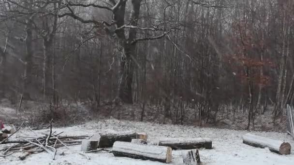 Legna Ardere Cortile Inverno Nevicate Nella Foresta Querce — Video Stock