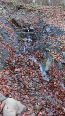 Sonbaharın sonlarında Karpatlar 'da küçük bir dere.