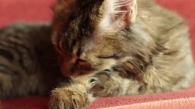 Genç gri bir kedi, yatakta yatarken yıkanıyor.