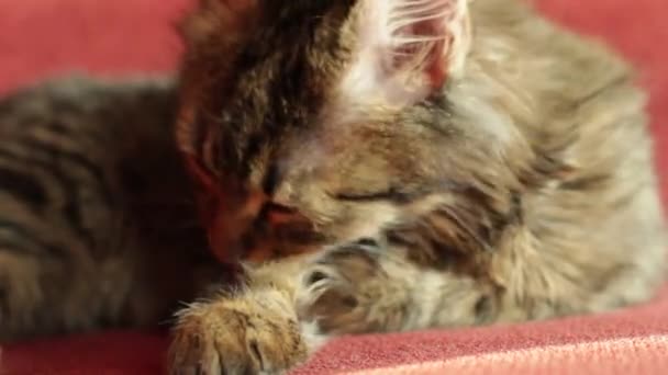 Eine Junge Graue Katze Wird Auf Dem Bett Gewaschen — Stockvideo