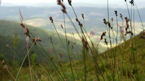 Paysage Estival Dans Les Carpates Une Prairie Fleurs — Video