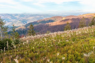 Ukrayna Karpatları 'nda sonbahar, Borzhava ovasında bir manzara.