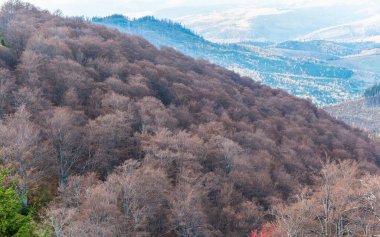 Ukrayna Karpatları 'nda sonbahar, Borzhava ovasında bir manzara.