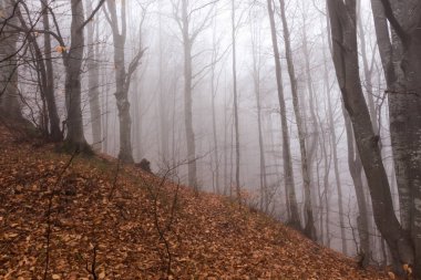 Kayın ormanlarında sonbaharın sonlarında, Ukrayna Karpatları, sisli bir sabah