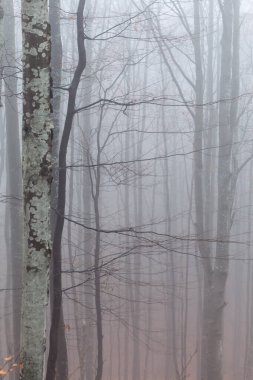 Kayın ormanlarında sonbaharın sonlarında, Ukrayna Karpatları, sisli bir sabah