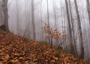 Kayın ormanlarında sonbaharın sonlarında, Ukrayna Karpatları, sisli bir sabah