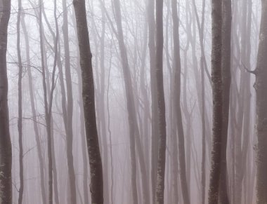 Kayın ormanlarında sonbaharın sonlarında, Ukrayna Karpatları, sisli bir sabah