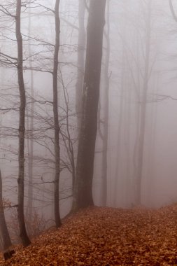 Kayın ormanlarında sonbaharın sonlarında, Ukrayna Karpatları, sisli bir sabah