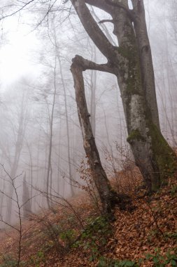 Kayın ormanlarında sonbaharın sonlarında, Ukrayna Karpatları, sisli bir sabah
