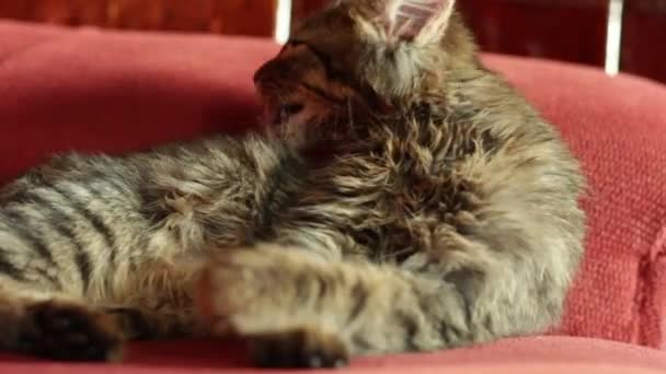 Mladá Šedá Kočka Myje Když Leží Posteli — Stock video
