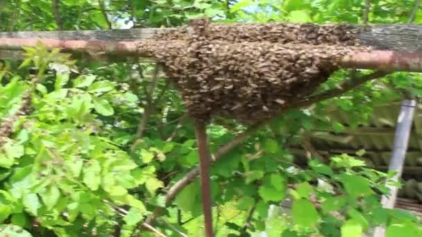 Bienenschwarm Auf Einem Ast Garten — Stockvideo