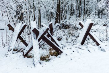 Kış ormanlarında tanksavar kirpileri