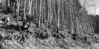 Dağlardaki manzara siyah beyaz