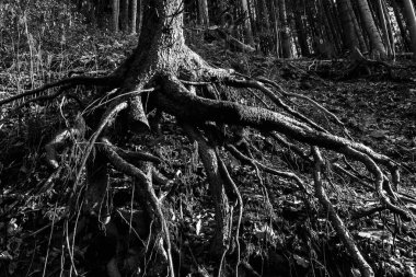 Dağlarda ağaç kökleri, siyah ve beyaz nokta