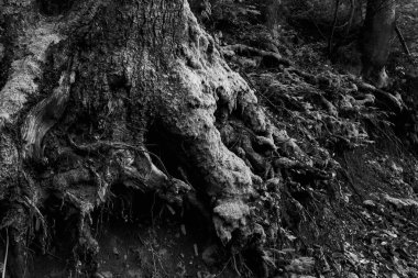 Dağlarda ağaç kökleri, siyah ve beyaz nokta