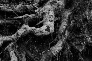 Dağlarda ağaç kökleri, siyah ve beyaz nokta