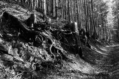 Dağlardaki manzara siyah beyaz