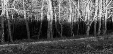 Dağlardaki manzara siyah beyaz