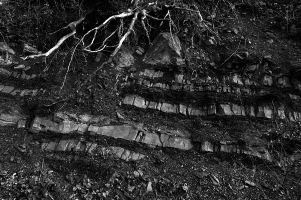 tree roots in the mountains, black and white phot