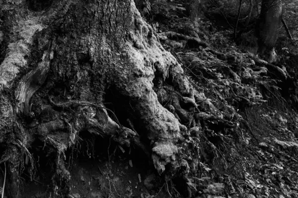 tree roots in the mountains, black and white phot