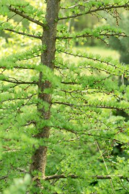 Baharda karaçam ağacı, genç iğne