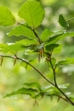 Yeşil yapraklı kayın dalı, Karpat önlüklü kayın.