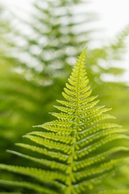 Ormanda eğreltiotu, yakın plan, sulu yeşillikler