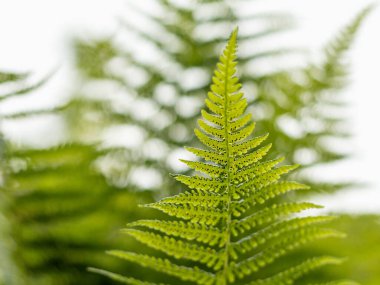 Ormanda eğreltiotu, yakın plan, sulu yeşillikler