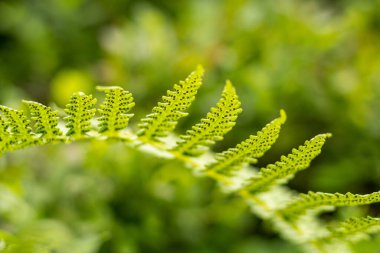 Ormanda eğreltiotu, yakın plan, sulu yeşillikler