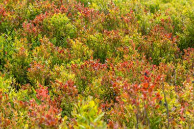 Sonbaharda çayırdaki yabanmersini çalıları ılık renklerdedir.
