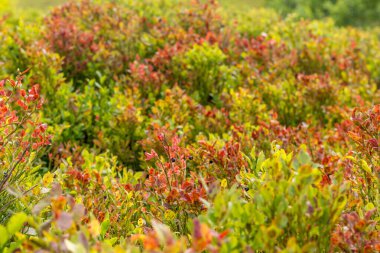 Sonbaharda çayırdaki yabanmersini çalıları ılık renklerdedir.