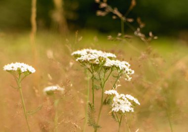 kuru gras arkaplanında çiçek açan yarrow bitkisi
