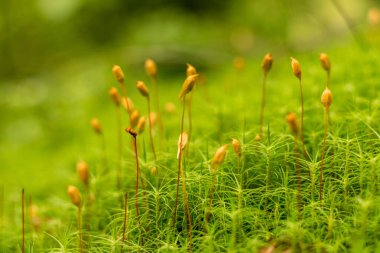 Çiçek açma mevsiminde yosun yakın plan, parlak yeşil
