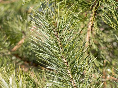 Çam dalları, yakın çekim, ilkbahar önleri