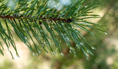 Çam dalları, yakın çekim, ilkbahar önleri