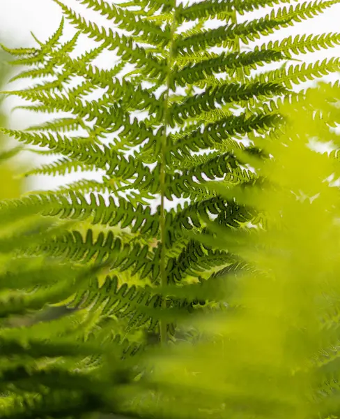 fern on a forest glade, close-up, juicy greens