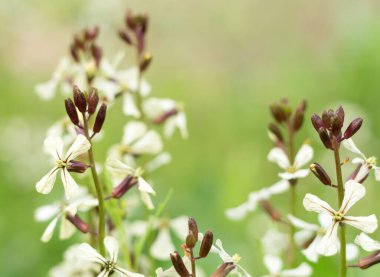 Bahçedeki beyaz roka çiçekleri, yakın plan.