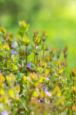 Küçük mor kır çiçekleri, yaz çayırları