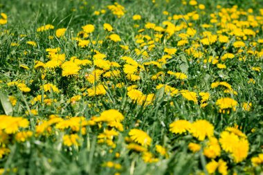 Sarı karahindiba çiçekleri güneşli bir günde bir yaz çayırında