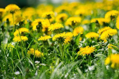 Sarı karahindiba çiçekleri güneşli bir günde bir yaz çayırında