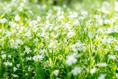 Bahar ormanlarında beyaz çiçekler, güneş ışığı